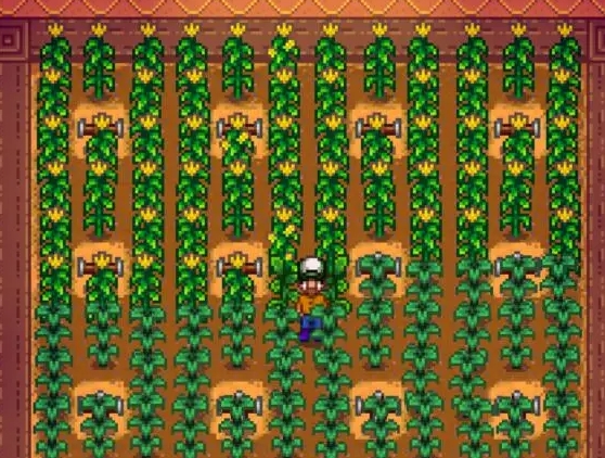 星露谷物语玉米怎么赚钱1