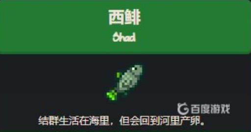 星露谷物语西鲱鱼在哪里钓?1