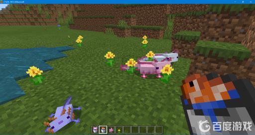 我的世界蓝色美西螈怎么繁殖?2